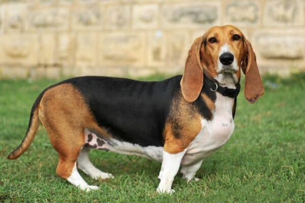 Basset artesiano de Normandía