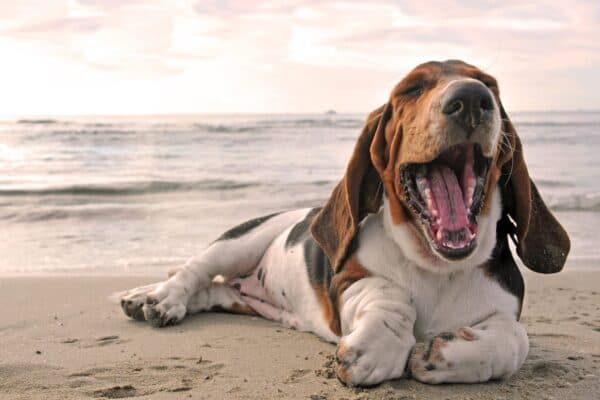 Basset hound