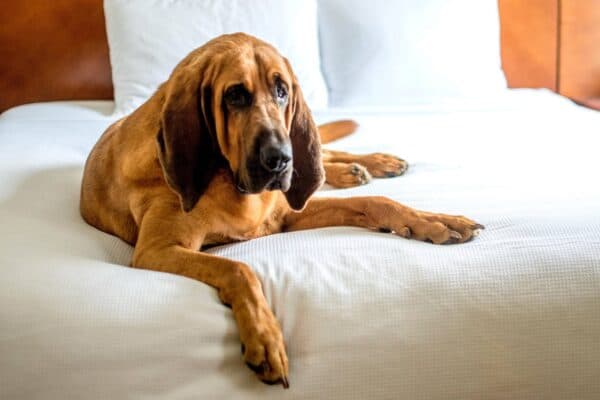 Bloodhound la majestuosa raza de perros sabueso