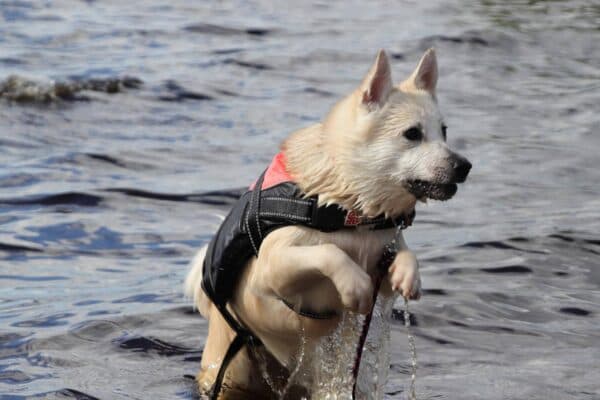 Buhund noruego