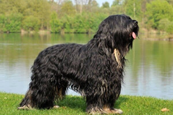 Cão da Serra de Aires