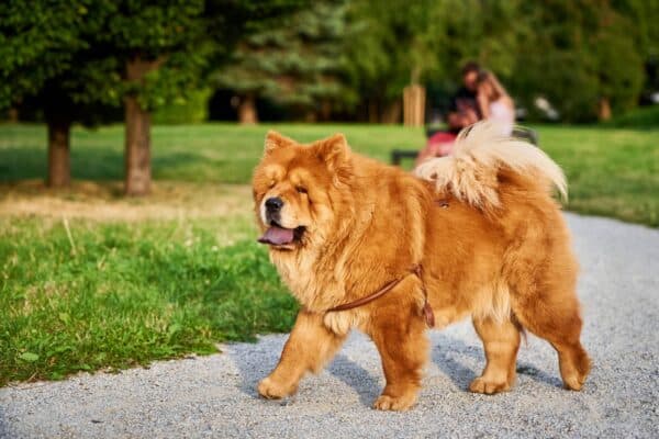 Chow chow