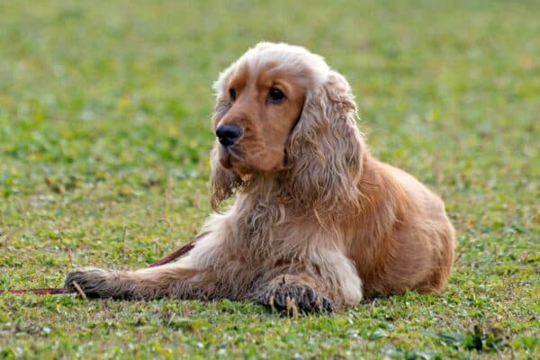 Cocker spaniel inglés