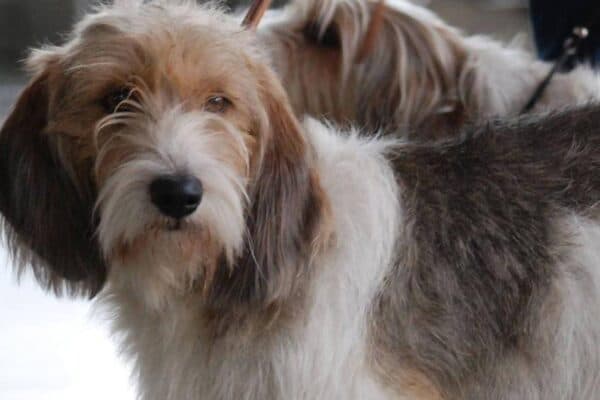 Grifón vandeano basset pequeño
