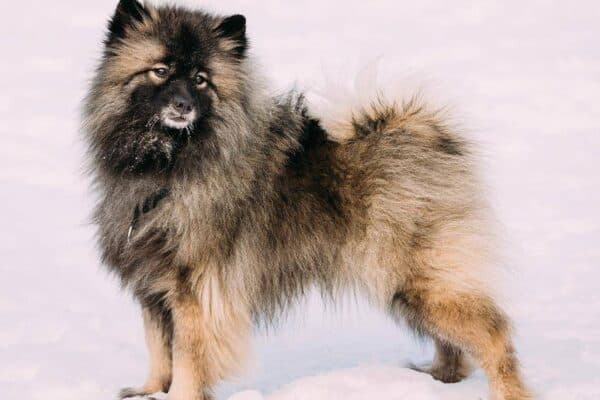 Keeshond