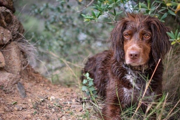 Münsterländer pequeño