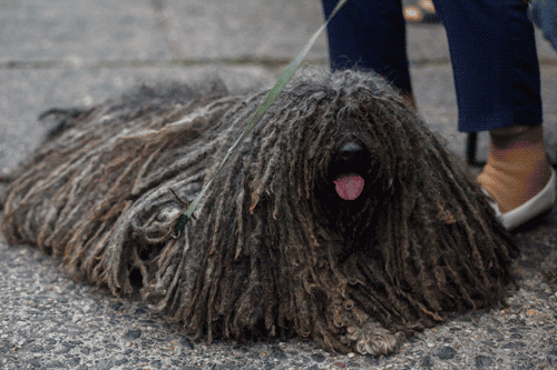 Puli: Una Joya Húngara