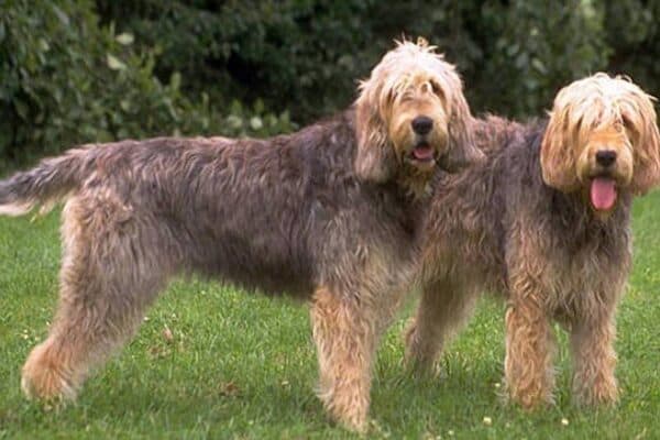 Otterhound