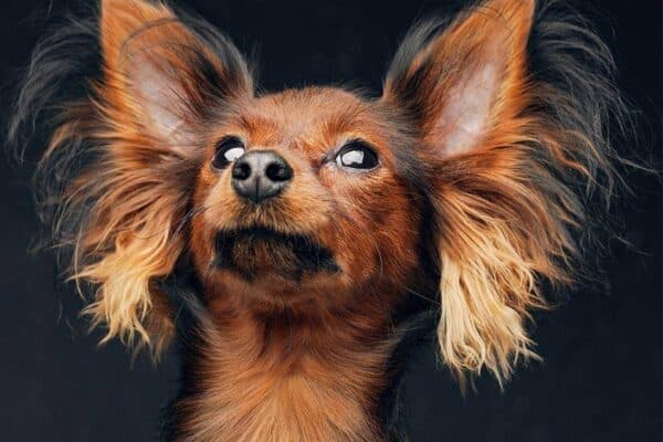 Pequeño perro ruso