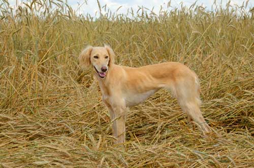 Saluki: El Elegante Corredor del Desierto