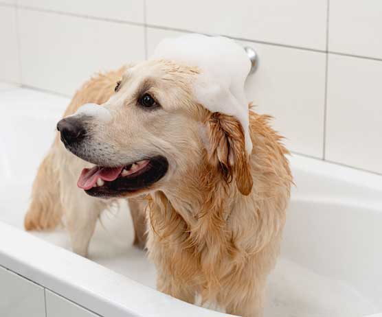 Acondicionador para tu mascota