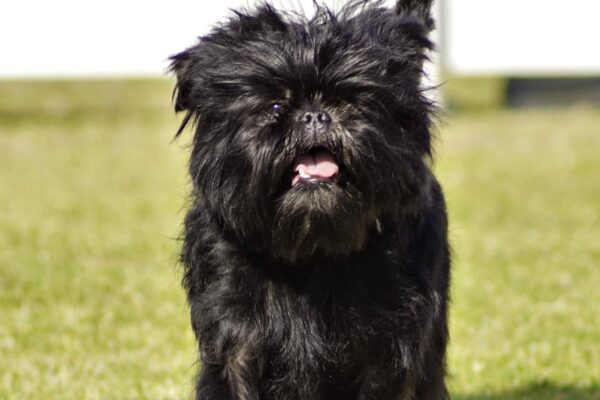 adopta un Affenpinscher