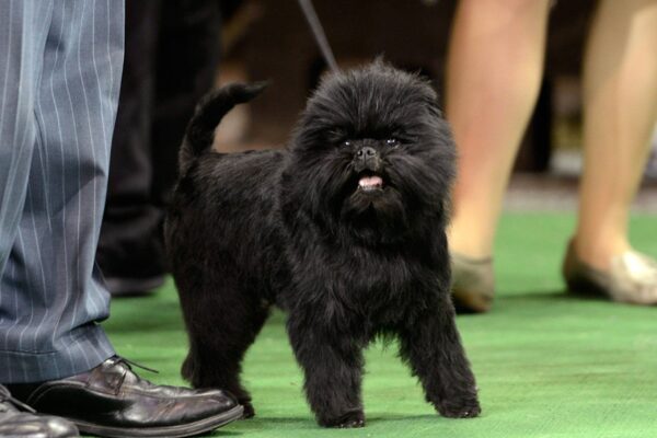 Temperamento de un Affenpinscher
