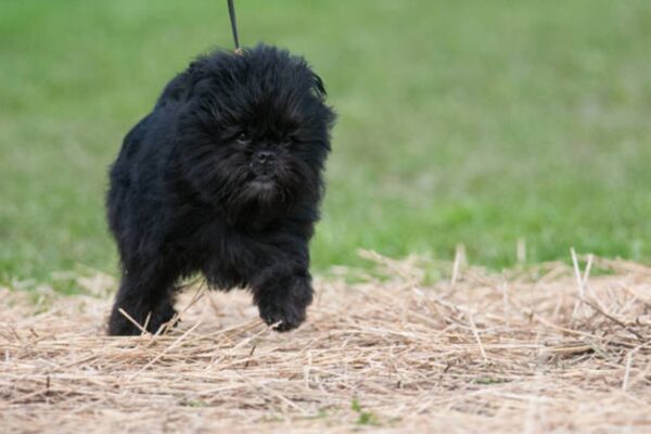 caracteristicas de los Affenpinscher