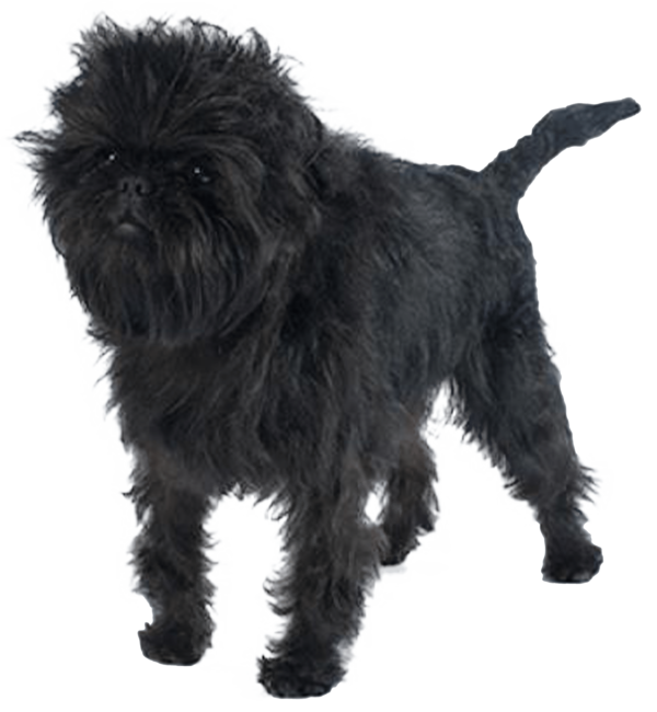 Affenpinscher