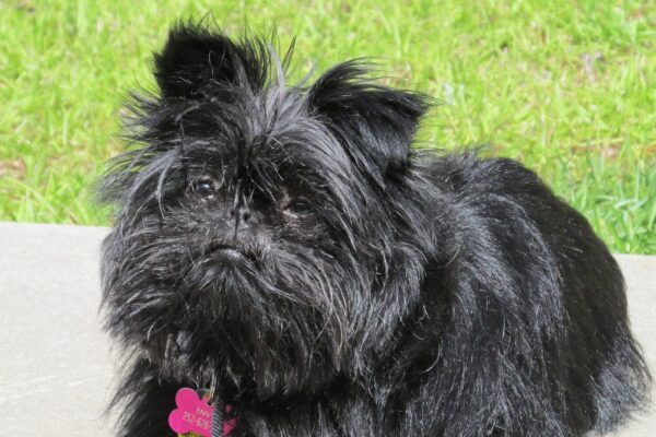 Origen de los affenpinscher