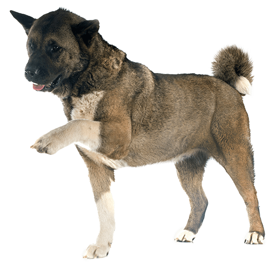 Akita Americano