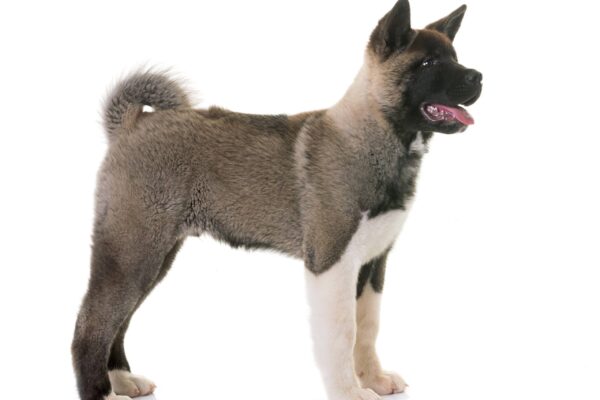 estandar de un akita americano