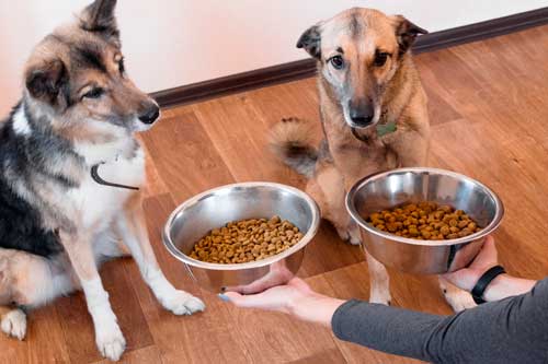 Como alimentar tu mascota de forma balanceada