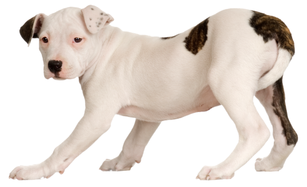 American Staffordshire terrier