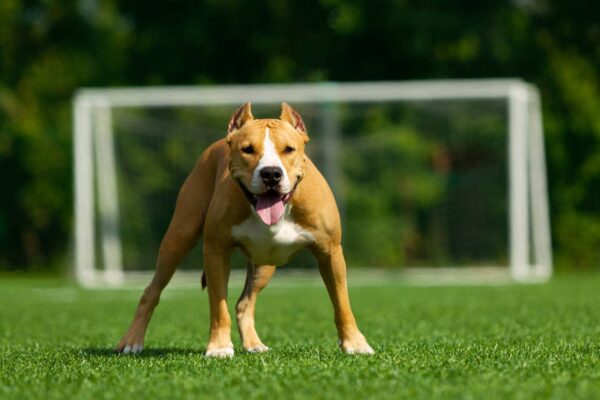 lo que toca saber de los american staffordshire terrier