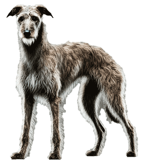 American Staghound