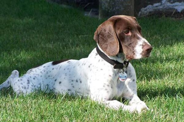 comportamiento Antiguo perro de muestra danés