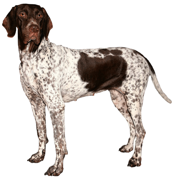 Antiguo perro de muestra danés