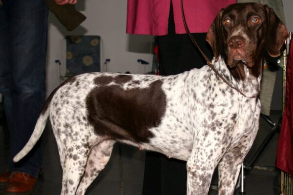 Antiguo perro de muestra danés