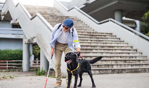 asistencia perros generoso