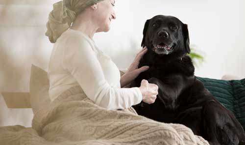 asistencia perros apoyo emocional