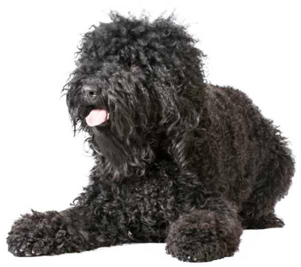 Barbet