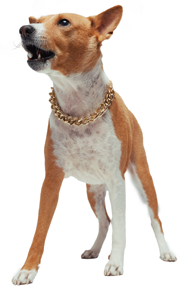 Basenji