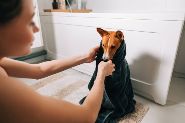 salud de los Basenji