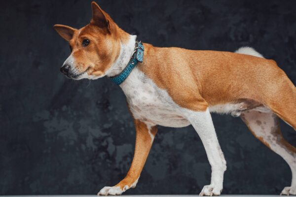 origen de un Basenji
