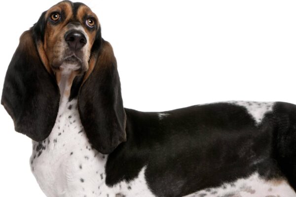 Basset artesiano de Normandía cuidados
