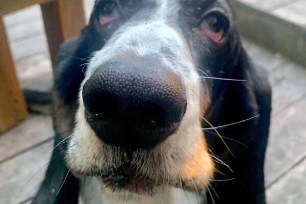 Basset azul de Gascuña