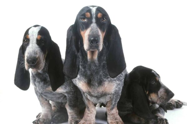 tamao del basset azul de gascuña