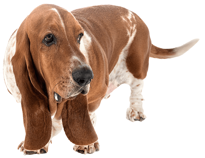 Basset hound