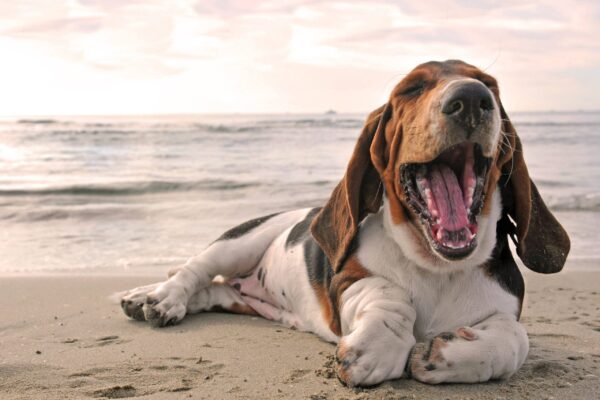 Origen del Basset hound