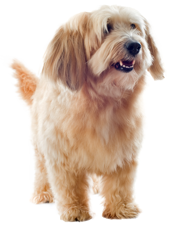 Basset leonado de Bretaña
