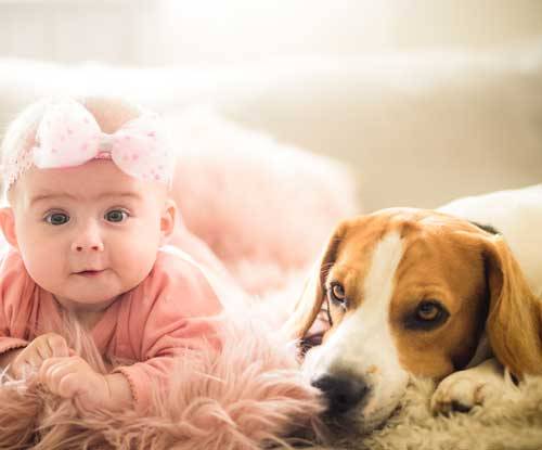 Beagle cuidando a tu bebé