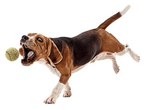 Beagle