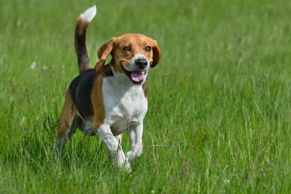 Historia de los Beagle