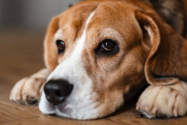origen de los Beagle