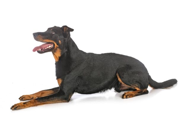 como encontrar un Beauceron