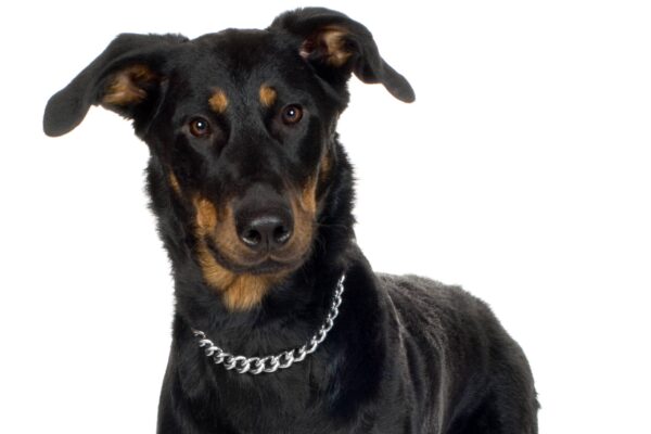 es buena opción un Beauceron