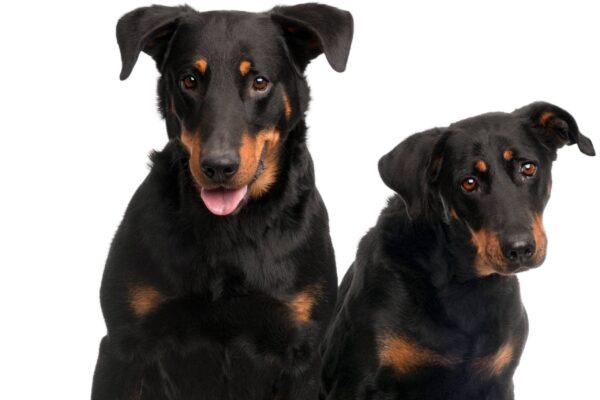 de donde vienen los Beauceron