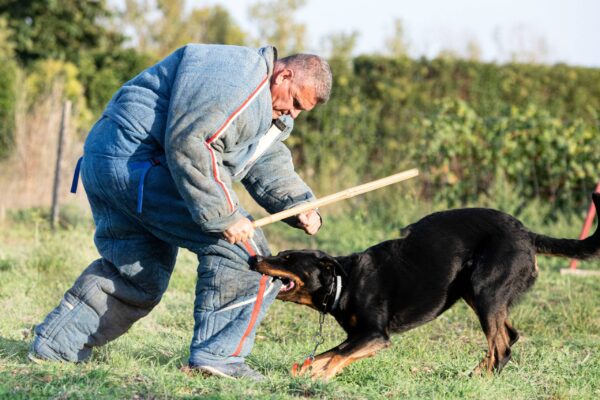 como son los Beauceron