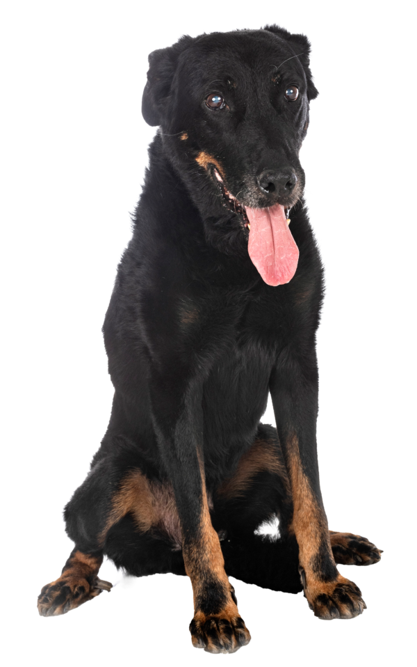 Beauceron